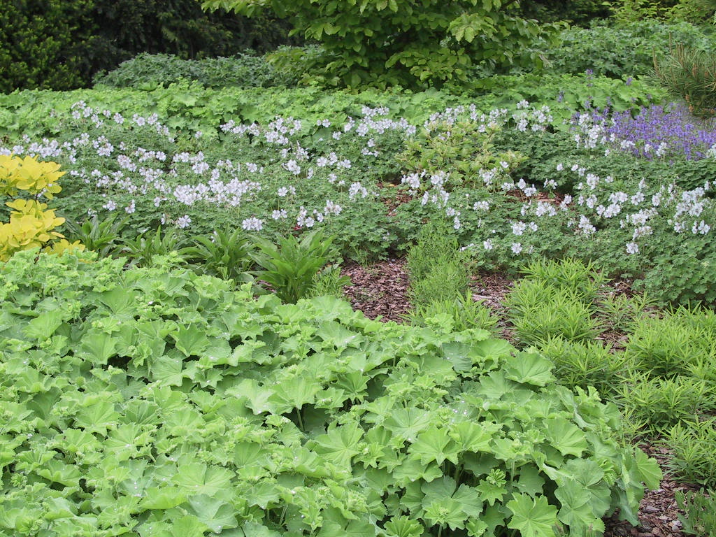 Geranium renardii+Alchemilla mollis.jpg